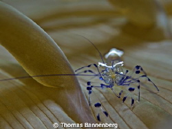 glass shrimp

NIKON D7000 in a Seacam "Prelude" uw hous... by Thomas Bannenberg 